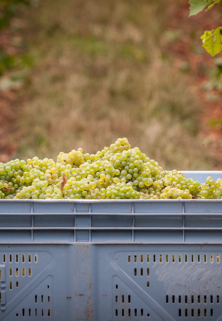 3 -Les vendanges c’est génial