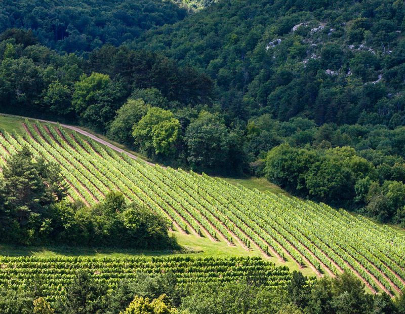 Le texte alternatif de l'image mise en avant de vigne