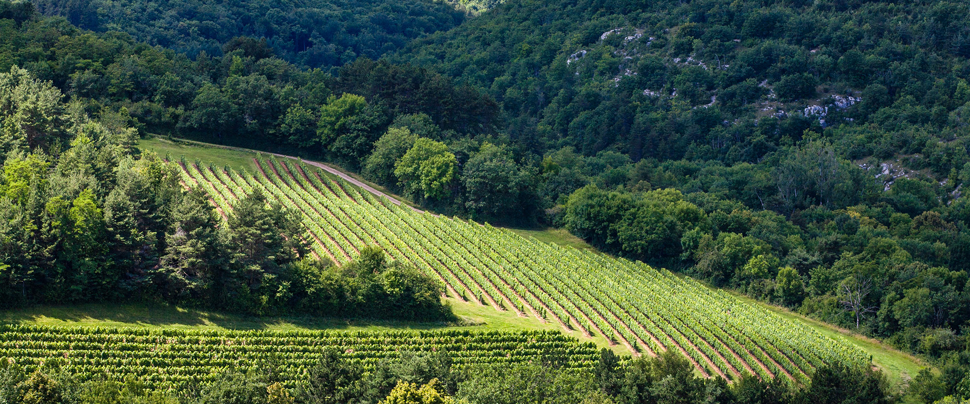 Le texte alternatif de l'image mise en avant de vigne